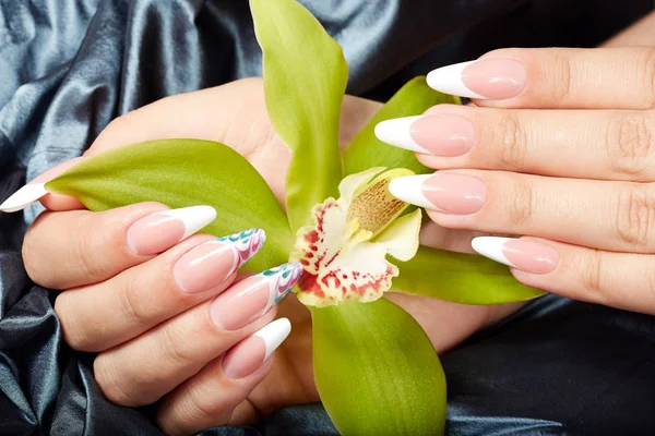 Mani con lunghe unghie artificiali francesi curate in possesso di un fiore di orchidea — Foto Stock