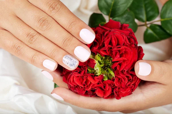 Hands with short manicured nails holding a red rose flower — Stock Photo, Image