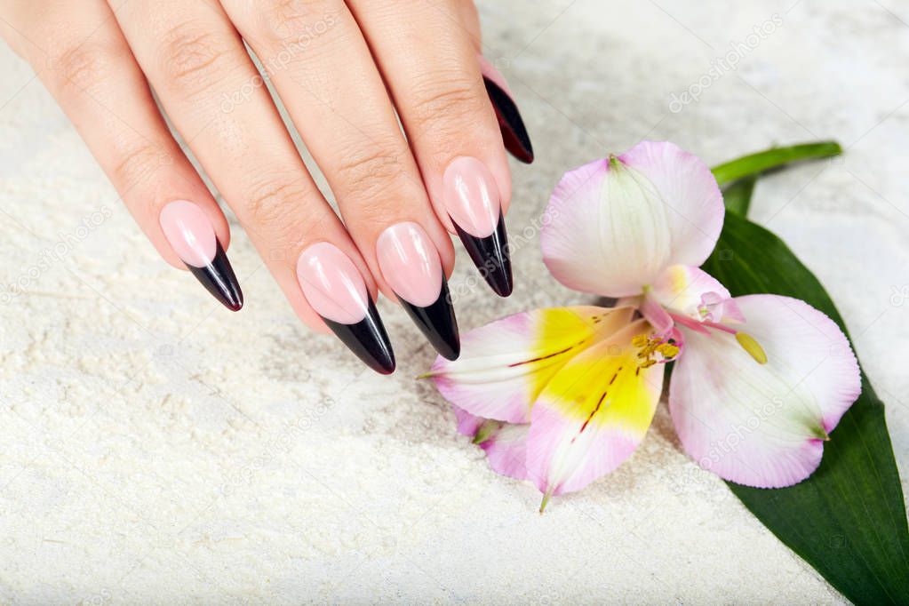 Hand with long artificial black french manicured nails and lily flower