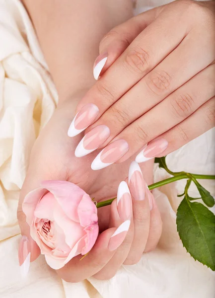 Manos Con Largas Uñas Artificiales Manicura Francesa Sosteniendo Rosa Flor —  Fotos de Stock