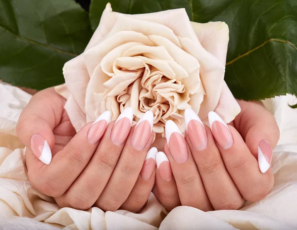 Mains Avec Longs Ongles Artificiels Français Manucurés Tenant Une Fleur — Photo