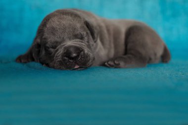 Küçük köpek yavrusu uyuyan baston korso hayvan grisi