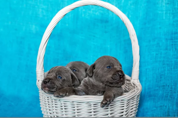 Sepetteki şirin köpek yavruları Cane Corso. Mavi arkaplan