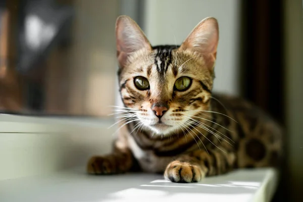 Gatinho de bengala de carvão bonito que coloca na cama da janela dos gatos com gato de bengala de ouro mais velho assistindo no quarto . — Fotografia de Stock