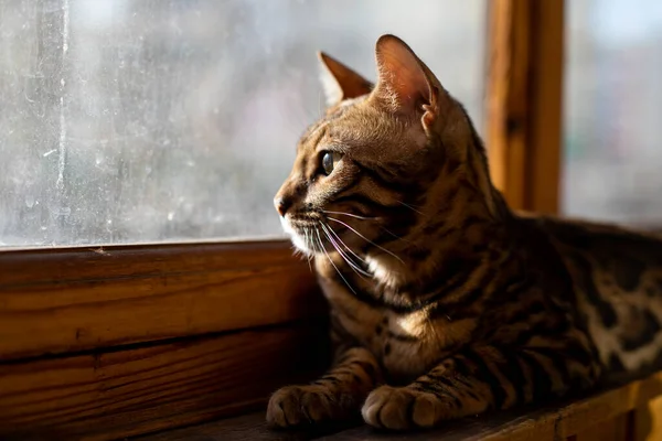 猫躺在猫的窗台上，旁边放着一只金盆洗手的老猫. — 图库照片