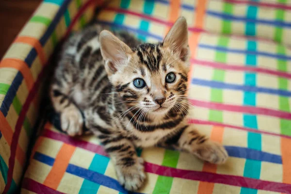 多色の椅子にかわいいベンガル子猫 — ストック写真