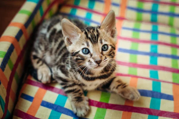 Gatinho bonito de Bengala em uma cadeira multicolorida — Fotografia de Stock