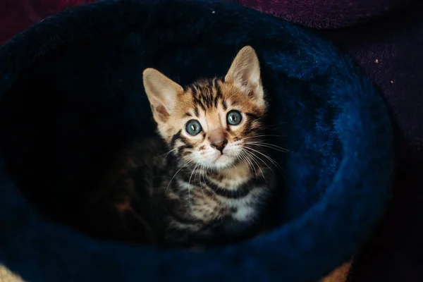 Neşeli bir Bengal kedisi kameraya bakar. — Stok fotoğraf