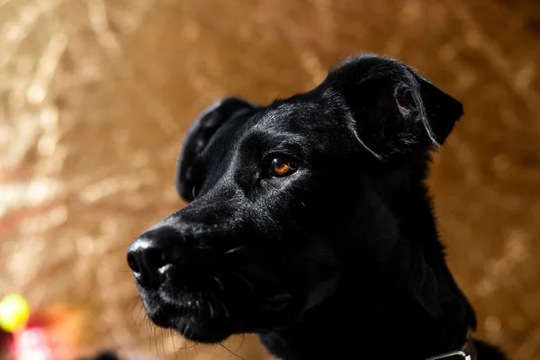 Retrato de cerca de un perro negro con orejas caídas y ojos marrones — Foto de Stock