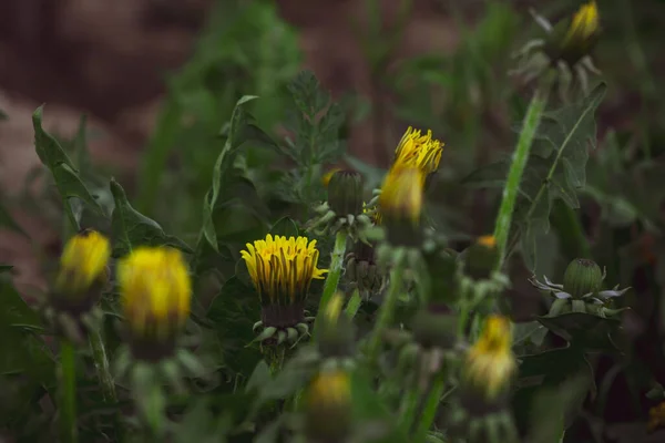 Gelber Löwenzahn. geschlossene Löwenzahnblüten auf dem Hintergrund grüner Frühlingswiesen, Abend. — Stockfoto