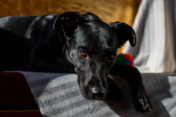 Közelkép egy fekete kutyáról, lehajtott fülekkel és barna szemekkel. — Stock Fotó