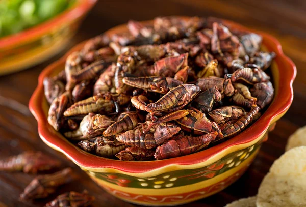Chapulines smažené mexické kobylky — Stock fotografie