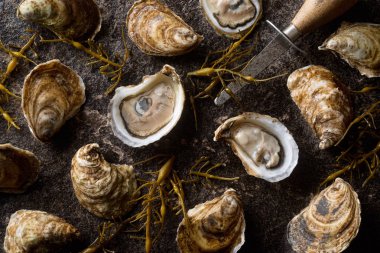 Taze çiğ istiridye.