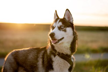 Sibirya Husky cinsinin kara köpeği batan güneşe karşı siyah yakalı