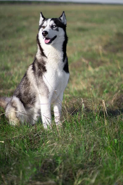 Černobílý Pes Sibiřského Plemene Husky Kráčí Zeleném Poli — Stock fotografie