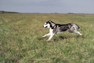 Sibirya Husky cinsinden siyah-beyaz bir köpek yeşil bir alanda yürüyor.
