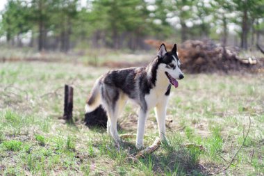 Sibirya Husky cinsinden siyah-beyaz bir köpek yeşil bir alanda yürüyor.