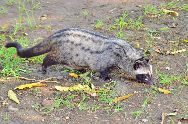 Kucing Siput Asia Atau Luwak Mencari Makanan — Stok Foto