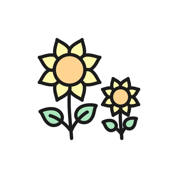 Vector sunflower flowers flat color line icon.