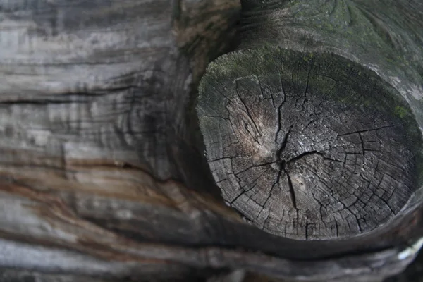 Närbild Stammen Träd Fragment Trä Konsistens Brun Bakgrund — Stockfoto