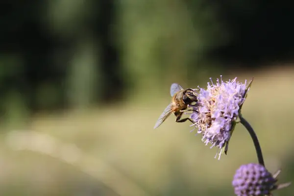 Fondo Naturaleza Primer Plano Flor Con Insecto Volador Escenario Del — Foto de Stock