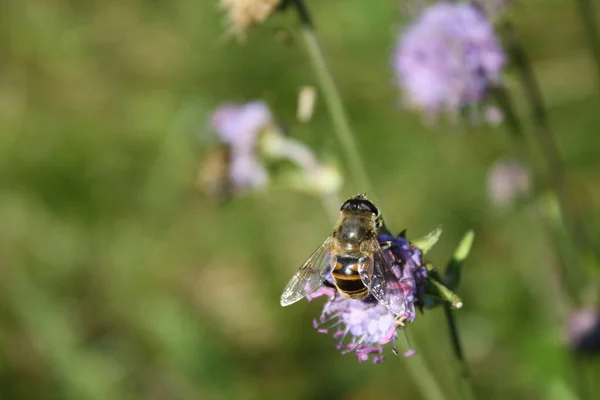 Fondo Naturaleza Primer Plano Flor Con Insecto Volador Escenario Del — Foto de Stock