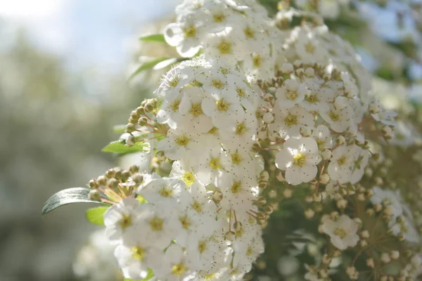 Słoneczna Pogoda Jasne Kolory Zaplecze Kwiatowe Gałęzie Kwitnącymi Białymi Kwiatami — Zdjęcie stockowe
