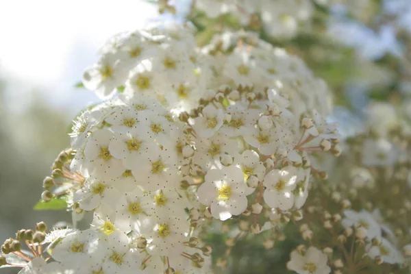 Tiempo Soleado Colores Brillantes Fondo Flores Ramas Con Flores Blancas — Foto de Stock