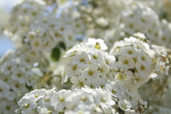 Słoneczna Pogoda Jasne Kolory Zaplecze Kwiatowe Gałęzie Kwitnącymi Białymi Kwiatami — Zdjęcie stockowe
