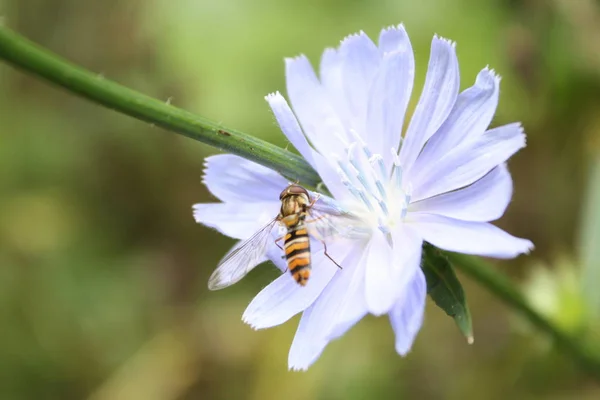 Primer Plano Insecto Volador Una Flor Achicoria Con Flores Fondo — Foto de Stock