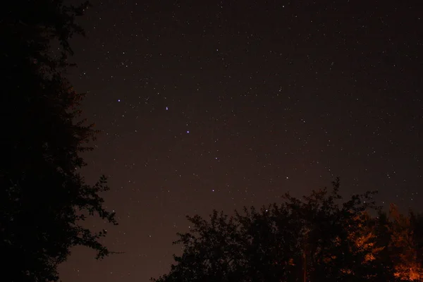 Photo of constellation Ursa Major, night sky with stars, trees as frontage