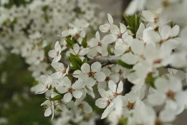 Primer Plano Flores Flor Con Pétalos Blancos Rama Primavera — Foto de Stock