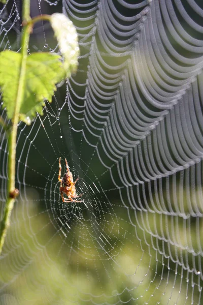 Zblízka Pavouka Centru Pavučiny Přírodní — Stock fotografie