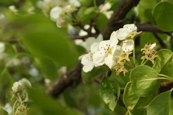 Nahaufnahme Der Weißen Blühenden Blume Auf Dem Zweig Des Birnbaums — Stockfoto
