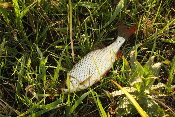 Одна Виловлена Риба Зеленій Траві Свіжа Риба Води — стокове фото