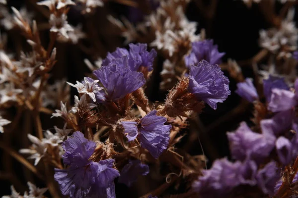 close-up of a bouquet of small flowers, blue and white petals