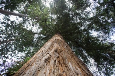 Bir çam ormanı içinde ararken