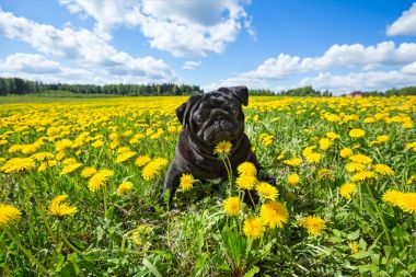 Genç boksör dandelions arasında çim siyah