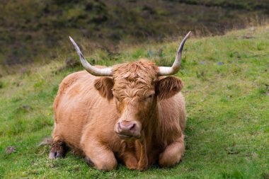 Isle of Skye, İskoçya'da kürklü yayla inek