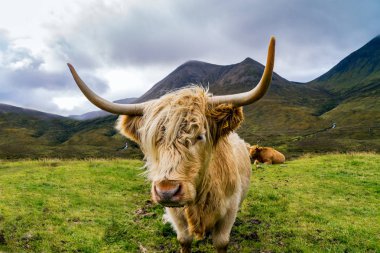 Isle of Skye, İskoçya'da kürklü yayla inek