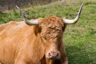 Isle of Skye, İskoçya'da kürklü yayla inek