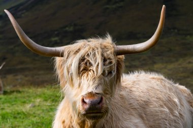 Isle of Skye, İskoçya'da kürklü yayla inek