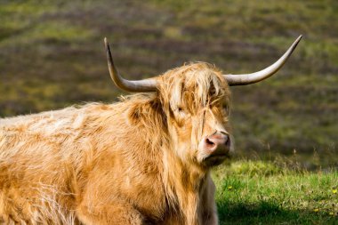 Isle of Skye, İskoçya'da kürklü yayla inek