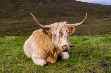 Isle of Skye, İskoçya'da kürklü yayla inek