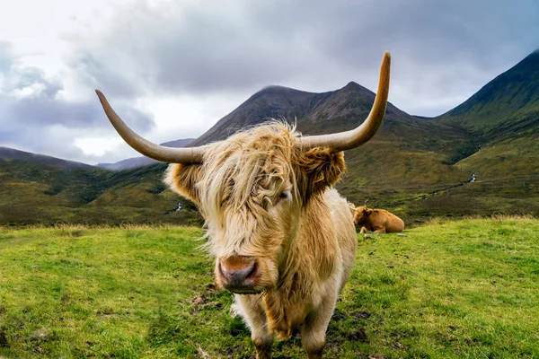Harige highland cow in Isle of Skye, Schotland — Stockfoto
