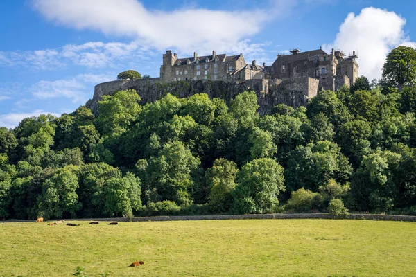 Vacas en pastos en el castillo de Stirling en Escocia — Foto de Stock