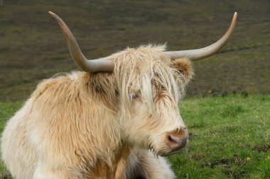 Isle of Skye, İskoçya'da kürklü yayla inek