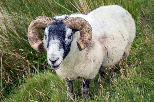 Testa con grandi corna di pecora (Buck - ariete) sull'isola di Skye — Foto Stock