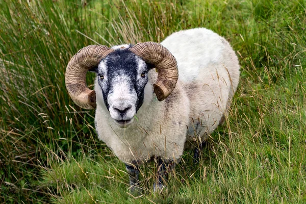 Голова с большими рогами овцы (Бак - баран) на острове Скай — стоковое фото