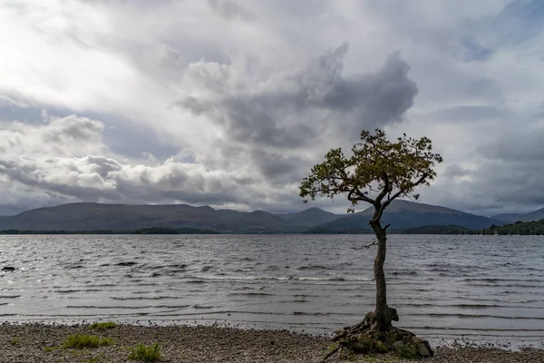 Lonley loch arbre lomond écossais — Photo